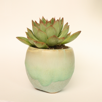 Small Succulent Plant - Handmade Clay Pot